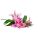 Lily on request